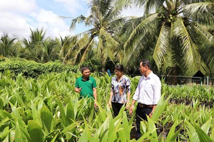 Từ ruộng lúa sang vườn dừa: Hướng đi giúp nông dân Vĩnh Long đổi đời