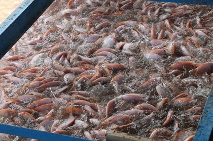 Người nuôi cá điêu hồng Đồng Tháp “đứng ngồi không yên” vì giá giảm