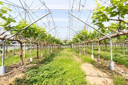 Nho Khánh Hòa "thay áo mới” nhờ tiến bộ khoa học kỹ thuật