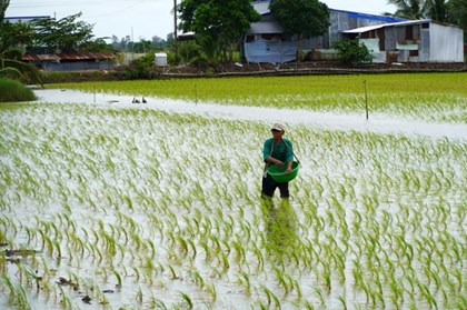 Mối nguy lúa cỏ trên đồng ruộng Đồng bằng sông Cửu Long