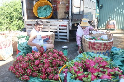 Giá thanh long Đồng Tháp giảm sâu, nông dân đứng ngồi không yên