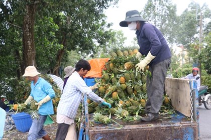 Dứa Đồng Tháp Mười đang được giá, đầu ra thuận lợi