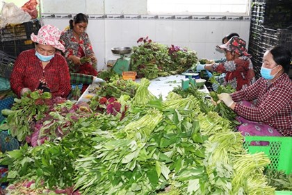 Liên kết nông dân cho hành trình phát triển kinh tế nông nghiệp