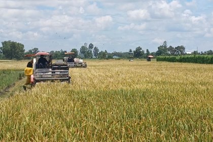 Tăng vai trò hợp tác xã trong liên kết bao tiêu lúa gạo