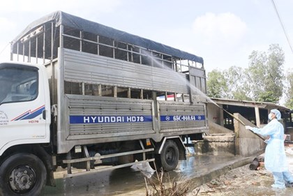 Vĩnh Long vào cuộc hỗ trợ các xã dập dịch tả lợn