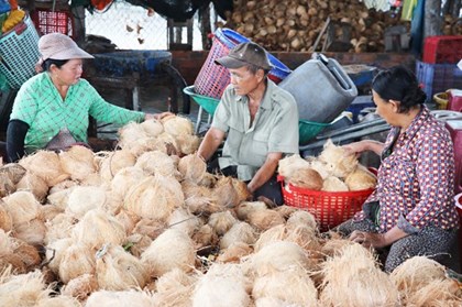 Vì sao giá dừa khô tại Đồng Tháp giảm mạnh?