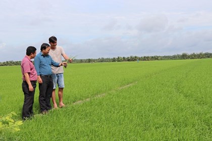 Vĩnh Long nâng tầm gạo Việt bằng vùng lúa chất lượng cao