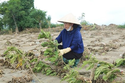 Lào Cai khôi phục sản xuất nông nghiệp sau mưa lũ