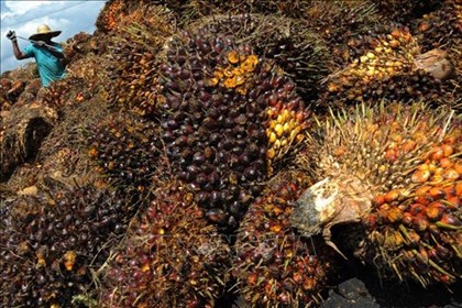 Ngành dầu cọ Malaysia chuyển dịch sang sản phẩm giá trị cao