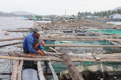 Vùng nuôi trồng hải sản gượng dậy sau bão