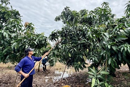 Cù Lao Giêng vươn lên thành “thủ phủ” xoài xuất khẩu miền Tây