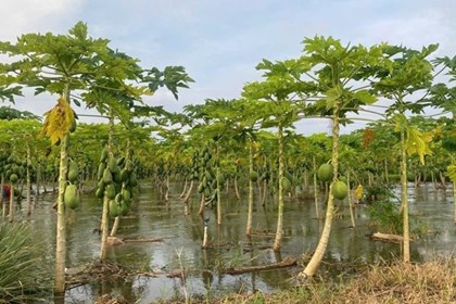 Giải pháp phát triển nông nghiệp đô thị bền vững Giải pháp phát triển nông nghiệp đô thị bền vững