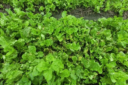 Mưa bão gây thiếu hụt rau củ, TP. Hồ Chí Minh tăng dự trữ, mở rộng nguồn cung Mưa bão gây thiếu hụt rau củ, TP. Hồ Chí Minh tăng dự trữ, mở rộng nguồn cung