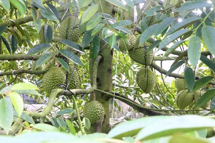 Sầu riêng Đồng Tháp vào vụ nghịch, giá cao kỷ lục nhờ xuất khẩu Sầu riêng Đồng Tháp vào vụ nghịch, giá cao kỷ lục nhờ xuất khẩu