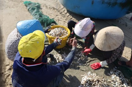 Ngư dân TP. Hồ Chí Minh trúng mùa cá mai Ngư dân TP. Hồ Chí Minh trúng mùa cá mai