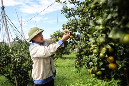 Bắc Ninh xúc tiến tiêu thụ trên 76 nghìn tấn cam, bưởi Bắc Ninh xúc tiến tiêu thụ trên 76 nghìn tấn cam, bưởi