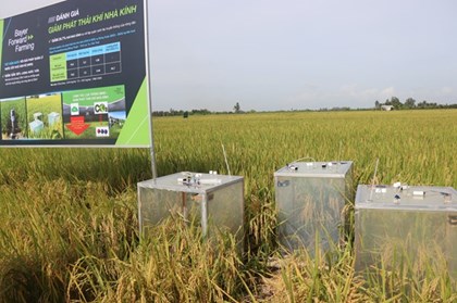 Đề án 1 triệu ha lúa giúp thay đổi tư duy của người sản xuất lúa gạo Đề án 1 triệu ha lúa giúp thay đổi tư duy của người sản xuất lúa gạo
