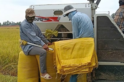 Giá lúa Thu Đông lao dốc, nông dân Đồng Tháp trắng lợi nhuận Giá lúa Thu Đông lao dốc, nông dân Đồng Tháp trắng lợi nhuận
