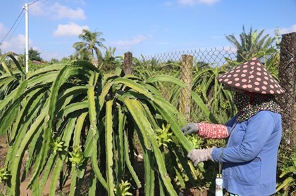 Giá thanh long trái vụ ở tỉnh Đồng Tháp tăng hơn 3 lần