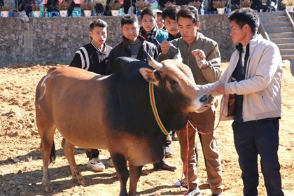 Rộn ràng hội thi Bò đẹp ở xã biên giới Phố Bảng