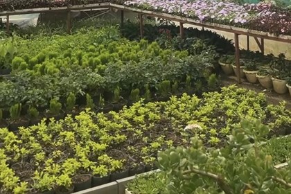 Hà Nội phấn đấu trên 30% sản lượng rau an toàn được truy xuất nguồn gốc
