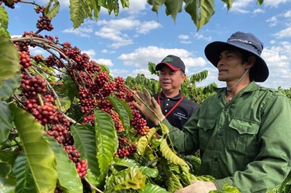Thúc đẩy nông nghiệp tái sinh, công nghệ số cho phát triển ngành cà phê