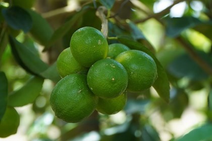 Chanh không hạt "gõ cửa" thị trường thế giới