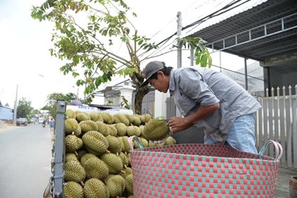 Giữa cơn sóng giá sầu riêng nghịch vụ, nhà vườn Đồng Tháp vẫn có lãi