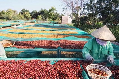 Giá cà phê bật tăng trở lại