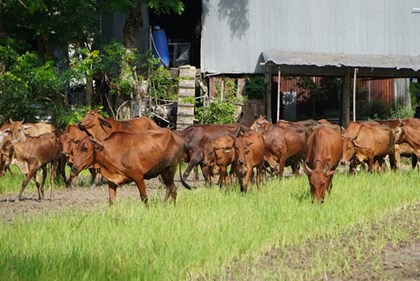 Đồng Tháp giữ nhịp thị trường thịt Tết bằng hàng rào chống dịch