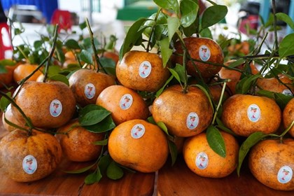 Mùa quýt hồng Lai Vung chín rộ, gọi Tết về Đồng Tháp