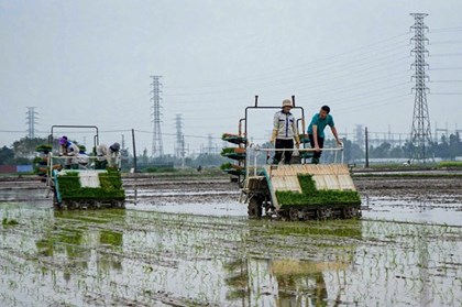 Đề xuất nâng hỗ trợ phí bảo hiểm nông nghiệp lên tới 95% cho hộ nghèo