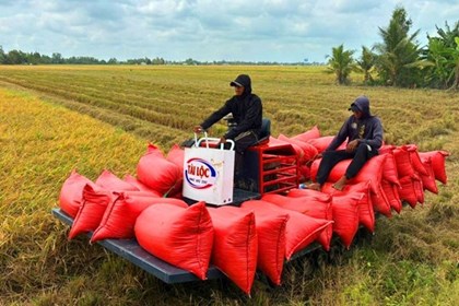 Gạo đặc sản Cà Mau tìm đường ra thị trường quốc tế