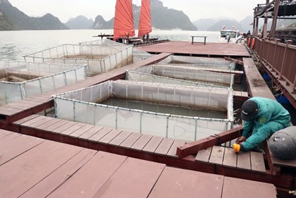 Hải Phòng thúc đẩy nuôi biển công nghiệp