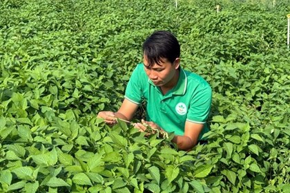 Rau gia vị Việt chinh phục thị trường châu Âu