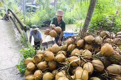 Vĩnh Long tìm lời giải ổn định ngành dừa tỷ USD