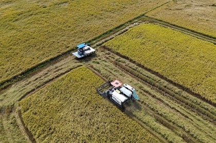 Tái cấu trúc chuỗi lúa gạo: Lối thoát "được mùa, mất giá"