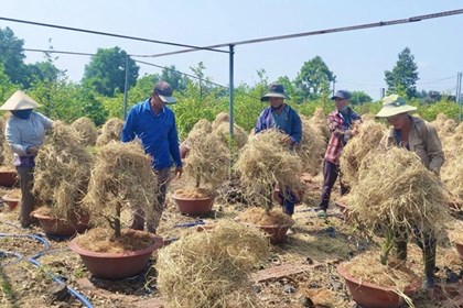 An ninh năng lượng: Linh hoạt chuyển đổi mô hình sản xuất nông nghiệp
