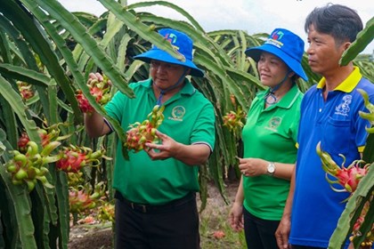 Cơ hội phát triển kinh tế hợp tác xã bền vững 