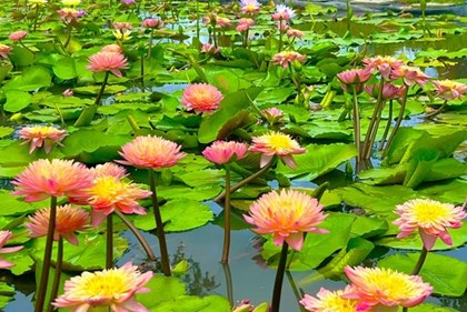 "Thảm hoa" trăm sắc hút khách ở Cần Thơ