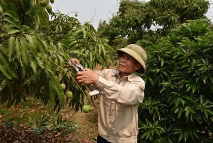 Doanh nghiệp đặt hàng sớm mở kỳ vọng cho vụ vải thiều 2026