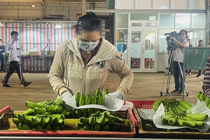 Đồng Nai mở rộng thị trường xuất khẩu chuối