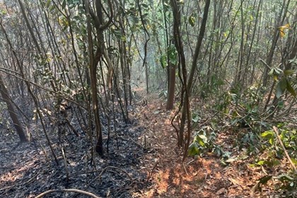 Dập tắt hoàn toàn vụ cháy rừng tại Sơn La sau 1 ngày