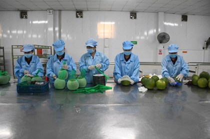 Vĩnh Long xuất khẩu lô bưởi đầu tiên sang Australia