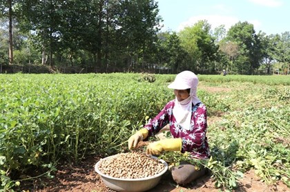 Vĩnh Long: Lạc được mùa kỷ lục nhưng nông dân thất thu vì giá giảm sâu