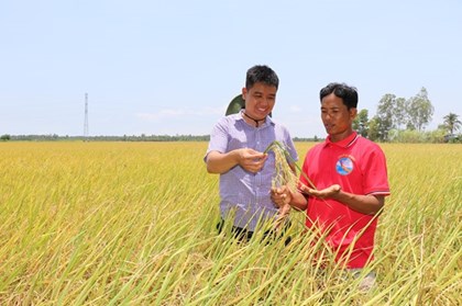 Thay đổi tư duy canh tác lúa: Từ sản xuất nhỏ lẻ sang liên kết bền vững