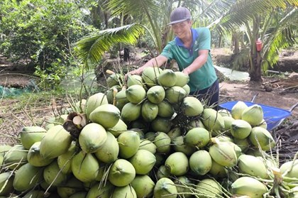 Giá dừa Vĩnh Long tăng gấp 3 lần: Nông dân thu lãi giữa mùa nắng nóng