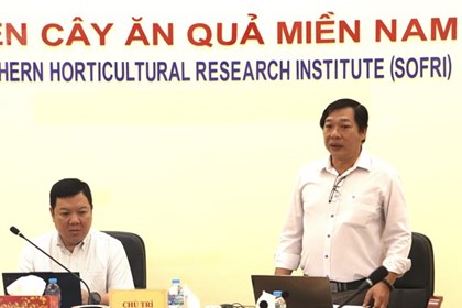 Sầu riêng Việt và “cuộc chiến” kiểm soát Cadimi, Vàng O để xuất ngoại