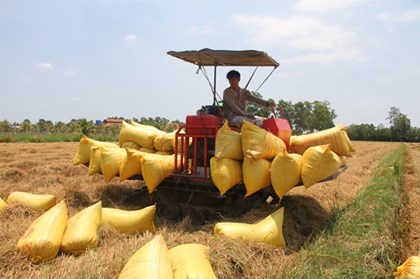 Lúa Đông Xuân được mùa nhưng nông dân Cà Mau kém vui