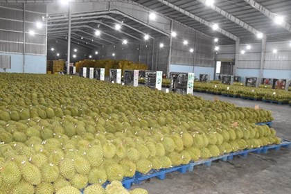 Siết chất lượng từ vùng trồng để giữ thị trường cho nông sản xuất khẩu